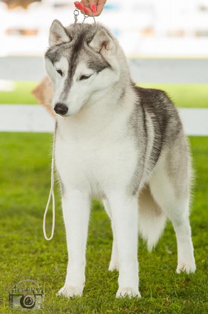 stav roxy karlovac.jpg